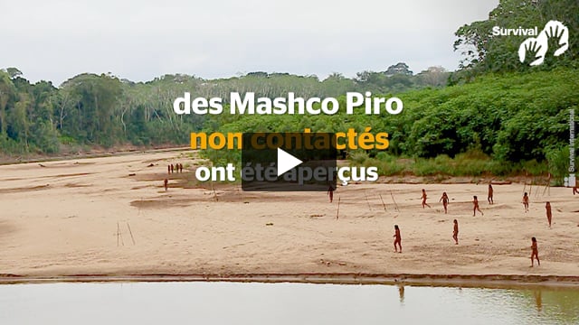 Pérou : des Mashco Piro non contactés dangereusement proches de concessions forestières