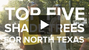 Play video Shopping for Shade: Covington’s Top 5 Shade Trees for North Texas! 