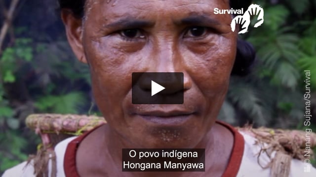 A floresta dos Hongana Manyawa na Indonésia, está sendo destruída pela mineração de níquel