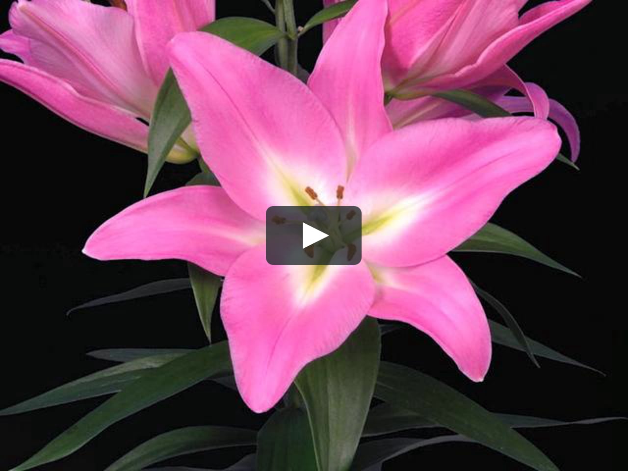 Лилия от-гибрид "Альбарето" (Albareto) 1шт в упаковке купить в интернет-магазине