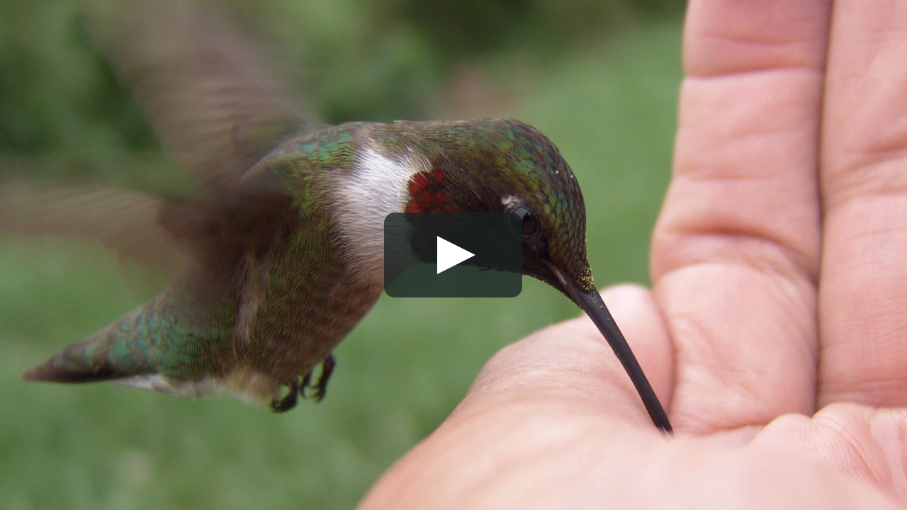 Ruby-throated Hummingbird Eating From My Hand (Part One) .