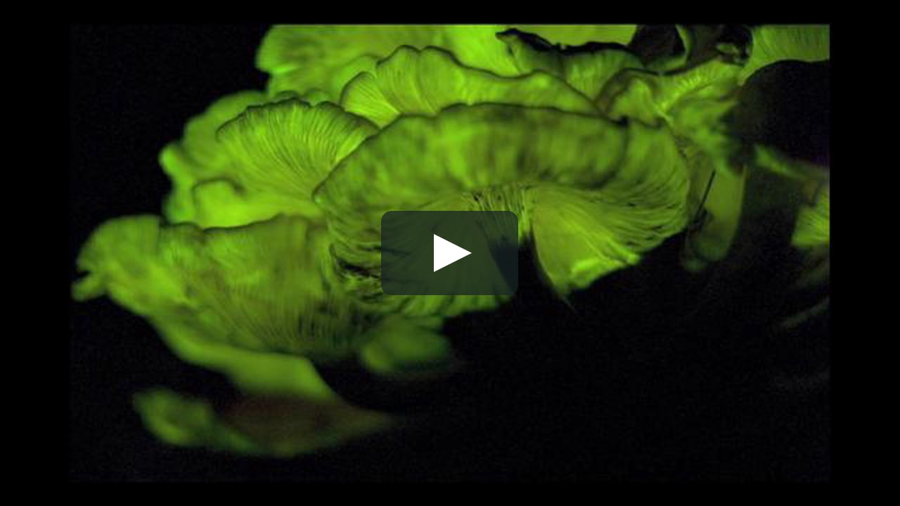 Omphalotus Illudens The Jack O Lantern On Vimeo Omphalotus Illudens The Jack O Lantern On Vimeo