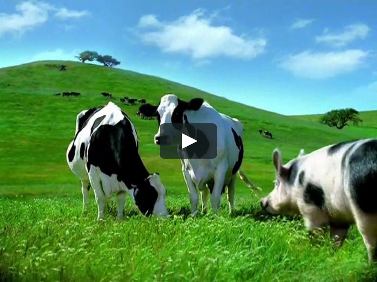 happy cows commercials