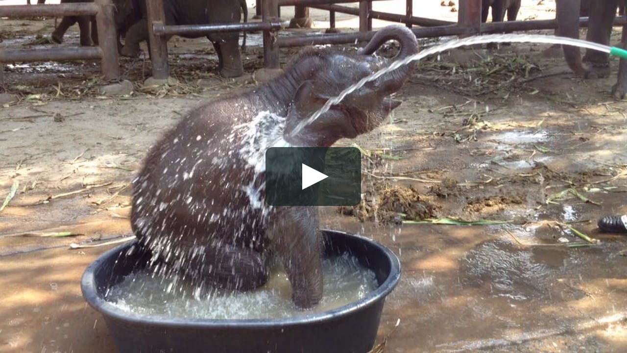 Splish Splash A Baby Elephant Takes A Bath On Vimeo Splish Splash A Baby Elephant Takes A Bath On Vimeo