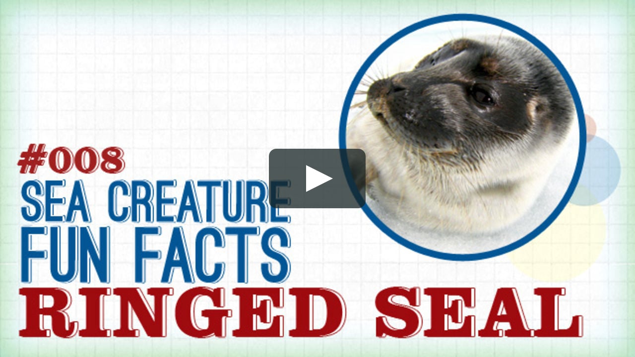 Ringed Seal: Sea Creature Fun Facts on Vimeo