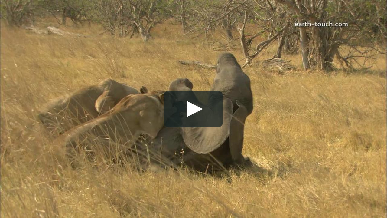 Lions Eat Elephant Alive in Wildlife Raw & Uncut on Vimeo