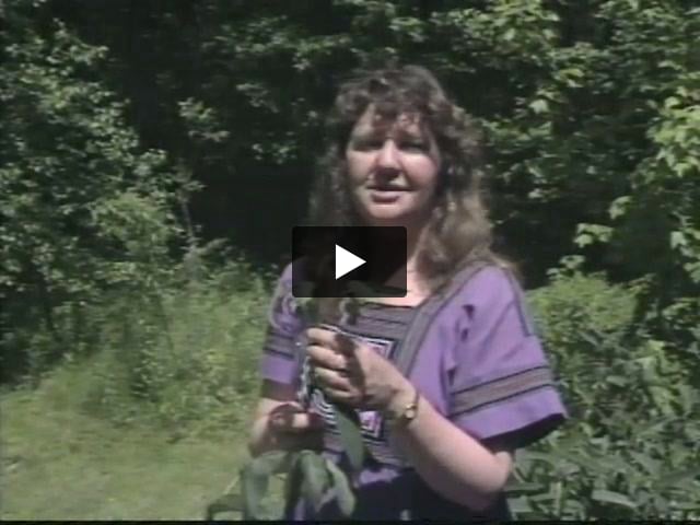 Ellen Evert Hopman Video