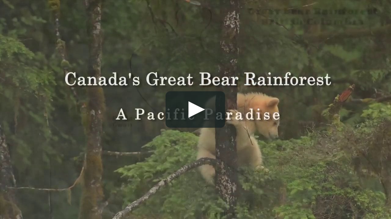 Exploring the Marine Life of a Pacific Paradise The Great Bear Sea