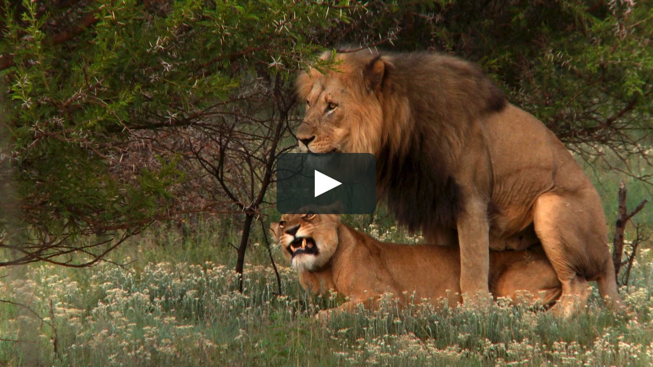 Lion mating ritual up close in Wildlife Raw & Uncut on Vimeo