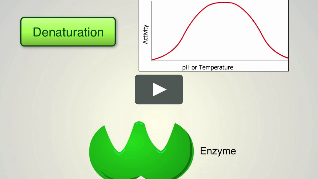 Enzyme Activity on Vimeo