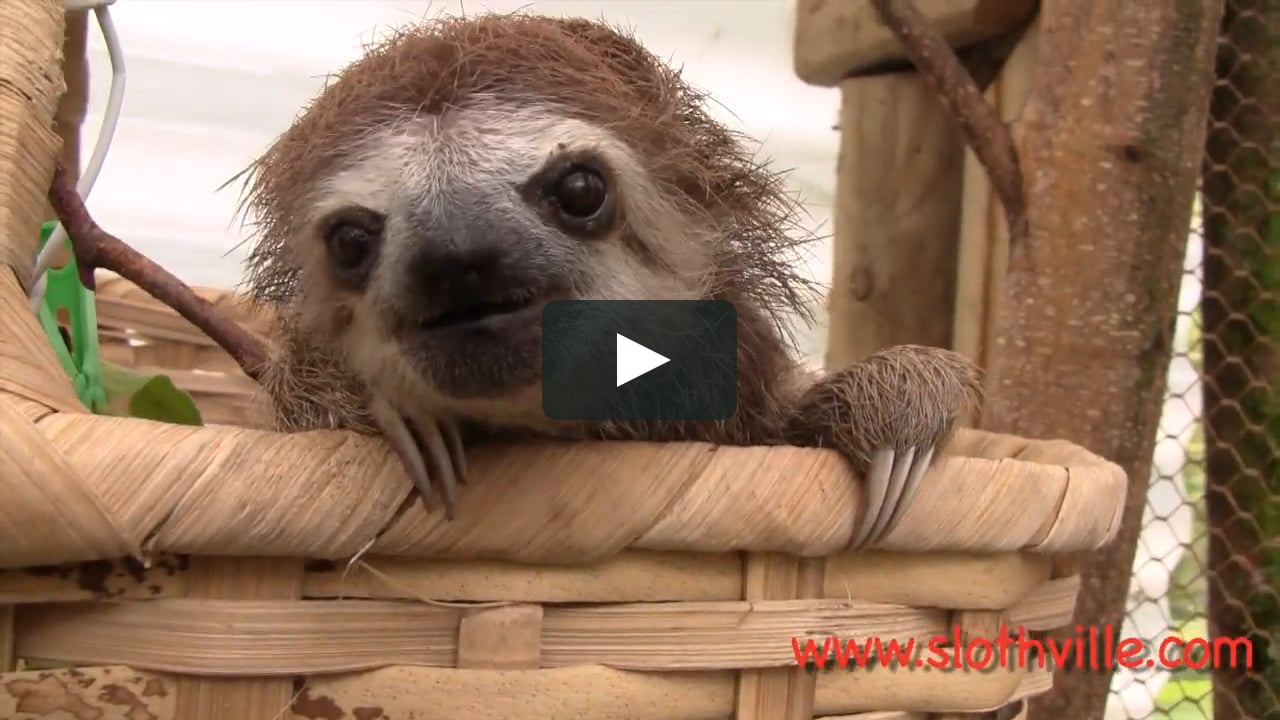 Sloth Squeak! on Vimeo