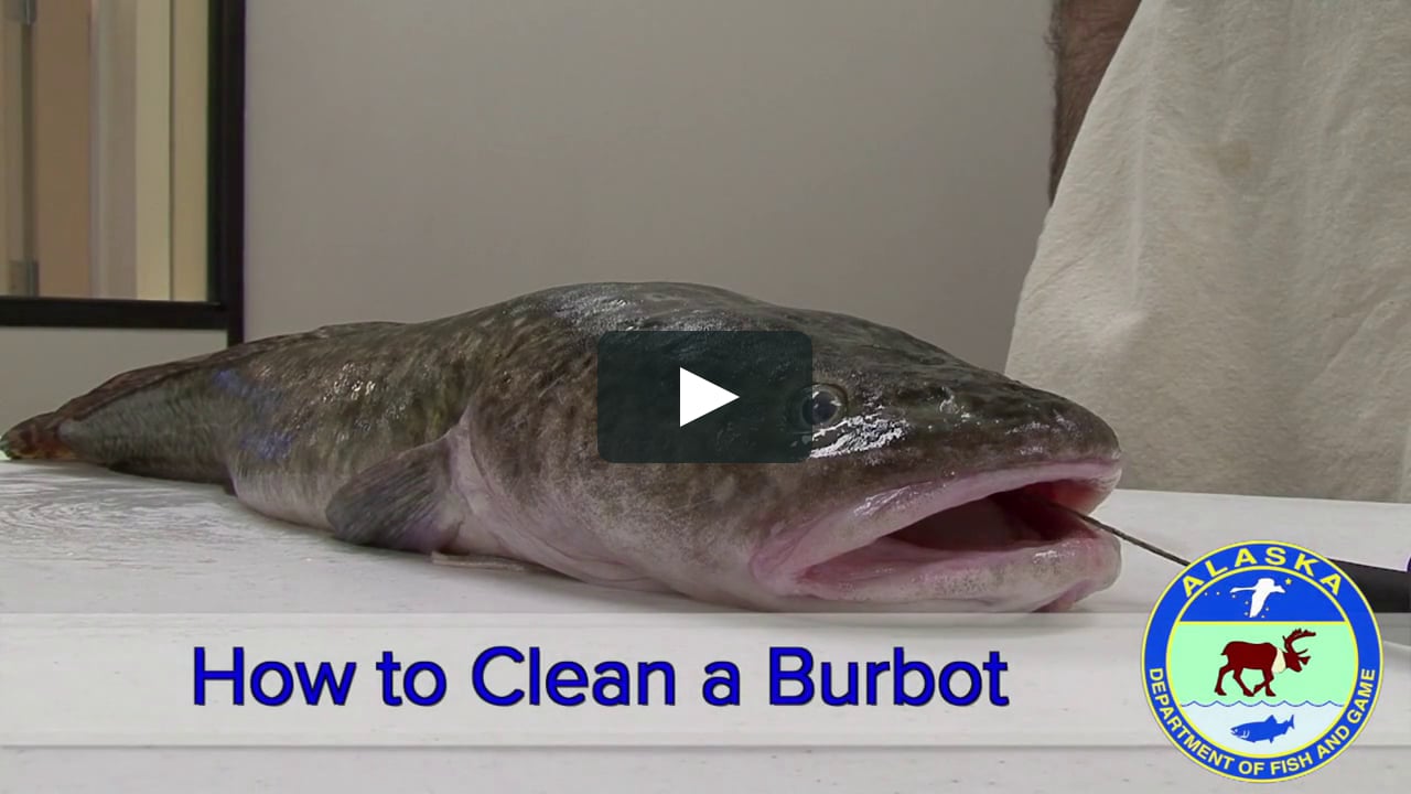 How To Clean A Burbot On Vimeo