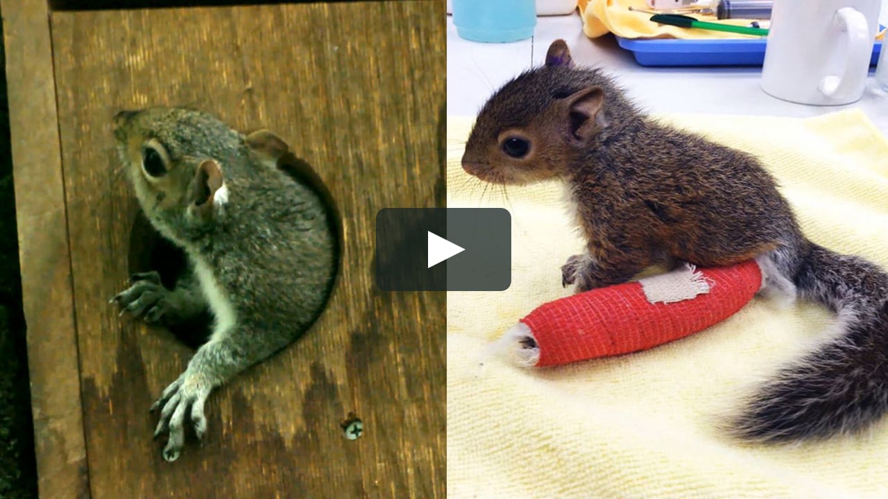 Squirrel With Broken Leg Released Back Into Wild On Vimeo