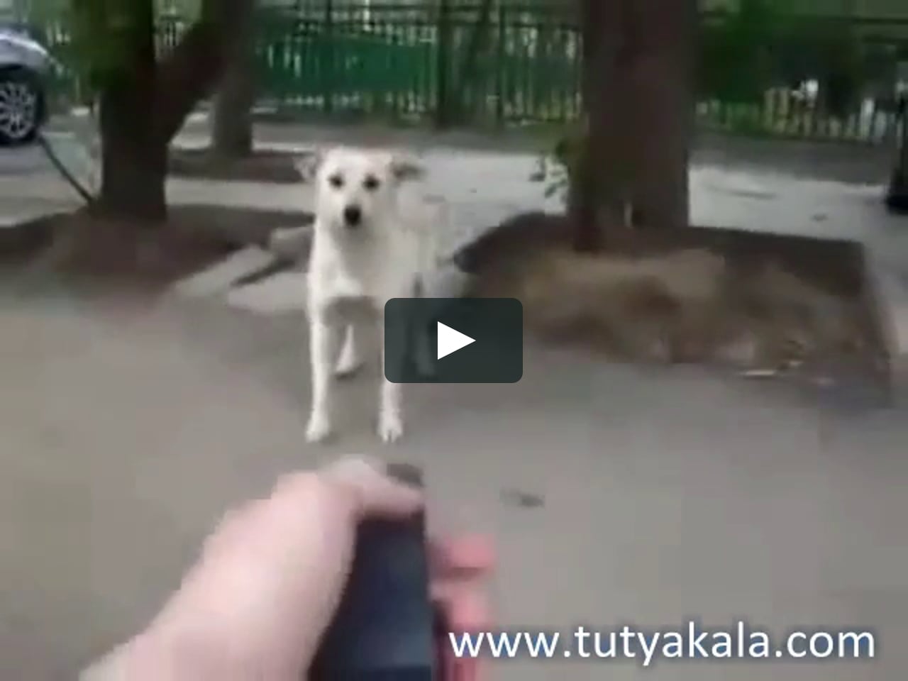 Tutyakala Com Kopek Kovucu Uzun Menzil On Vimeo Tutyakala Com Kopek Kovucu Uzun Menzil On Vimeo