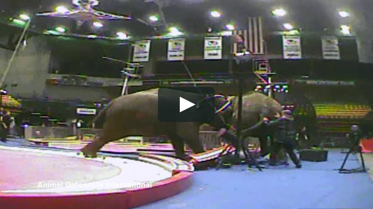 Out of Control - Abused Elephants Fighting in US Circus on Vimeo