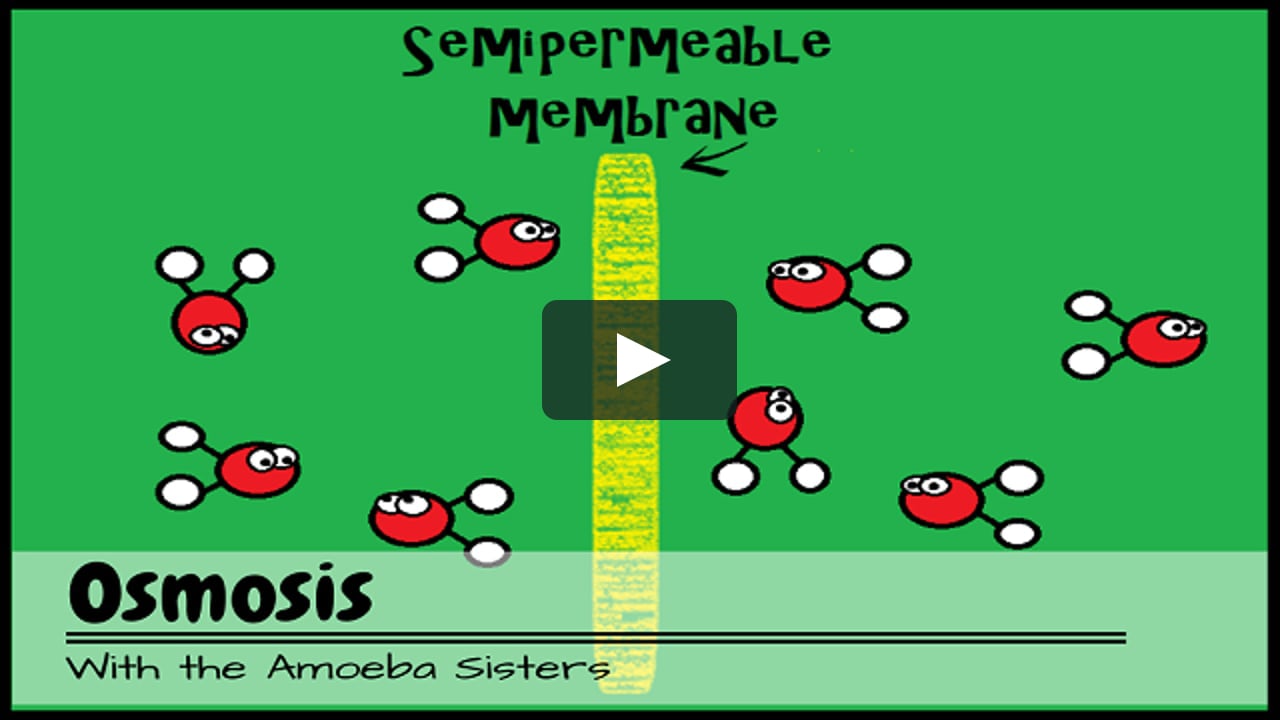 The Amoeba Sisters explain the fundamentals of osmosis before walking you t...
