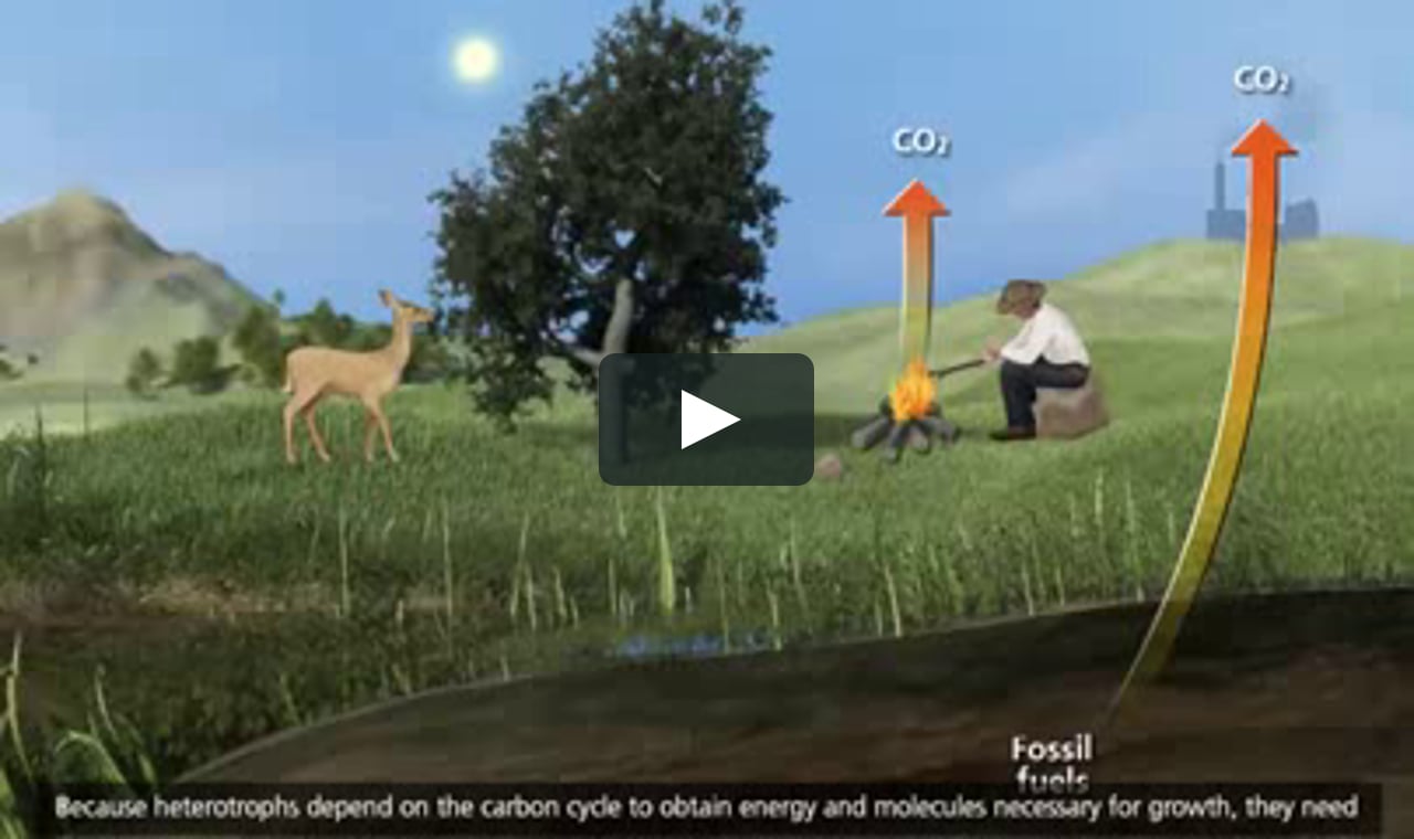 O-BIO-15 The Carbon Cycle [3D Animation] on Vimeo