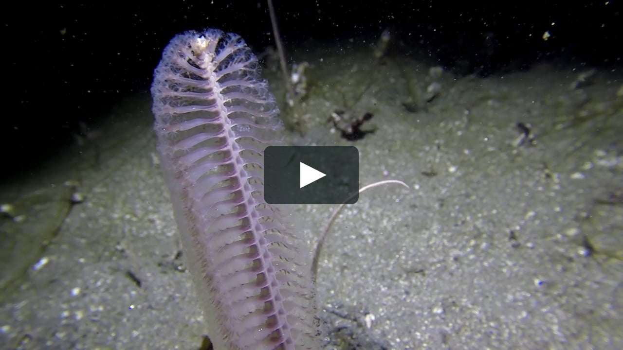 Stylatula elongata or Virgularia sp. - White Sea Pen / Breakwater - 7/15/14  on Vimeo