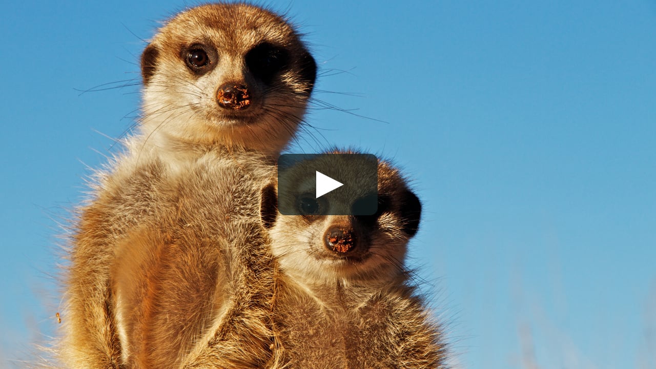 Kalahari Meerkats on Vimeo