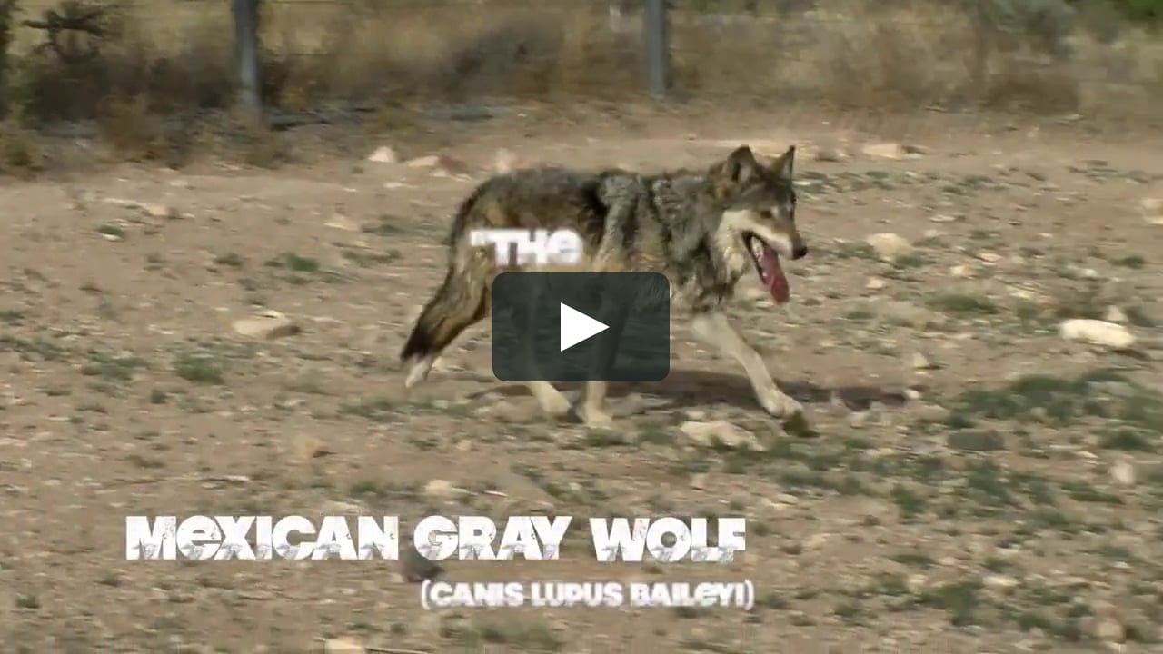 Meet the Mexican Gray Wolf on Vimeo
