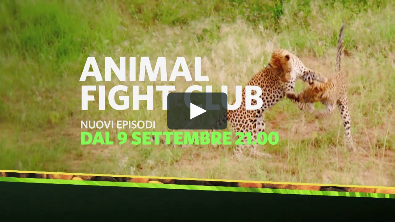 NAT GEO WILD Animal Fight Club Promo on Vimeo