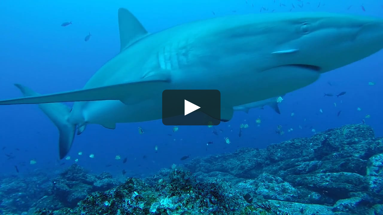 Shark Spy cam at Cocos Island.