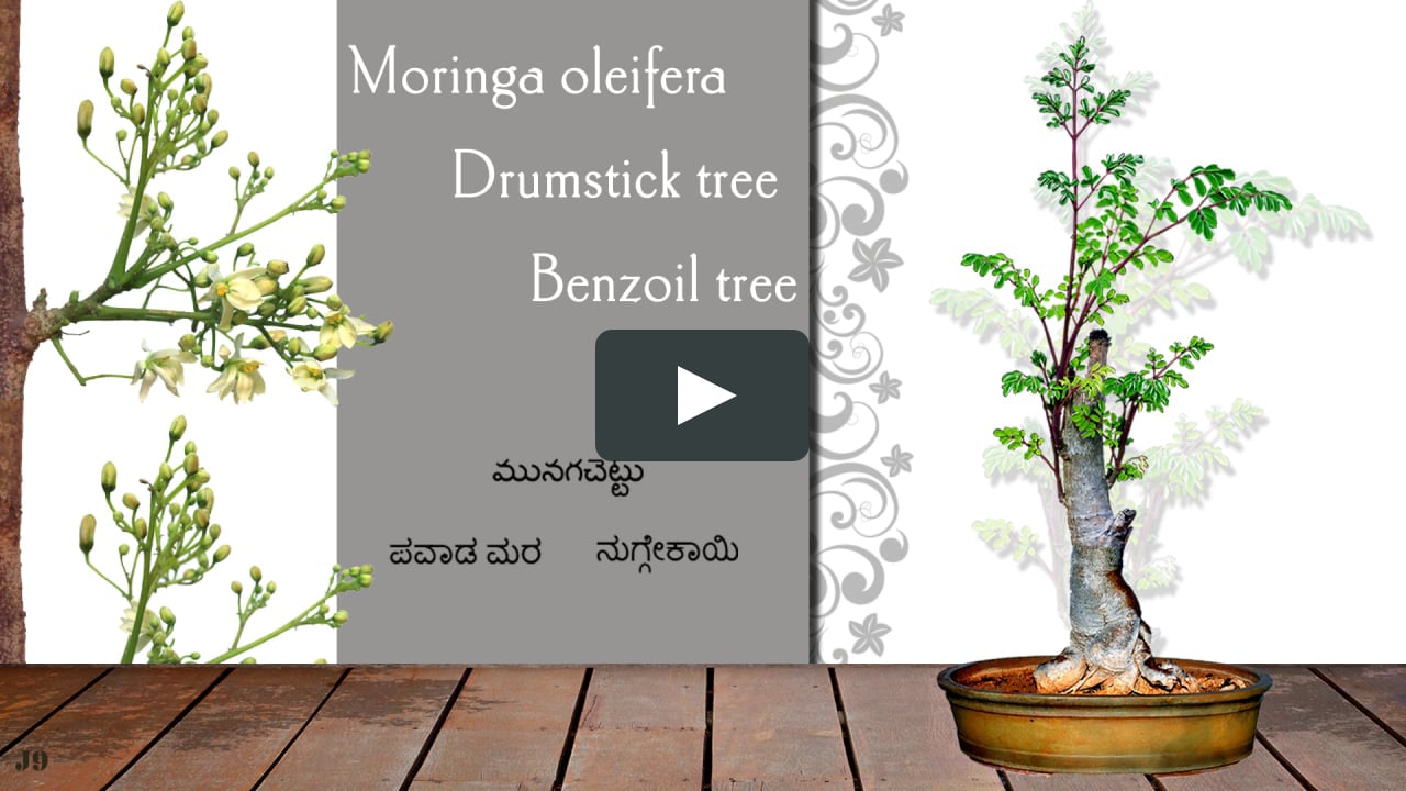 India Is Home To Many Miracle Trees That Sustain Life And Health Bonsai Moringa Oleifera Drumstick Tree 28 Mar 2015 On Vimeo India Is Home To Many Miracle Trees That Sustain Life And Health Bonsai Moringa Oleifera Drumstick Tree 28 Mar 2015 On Vimeo