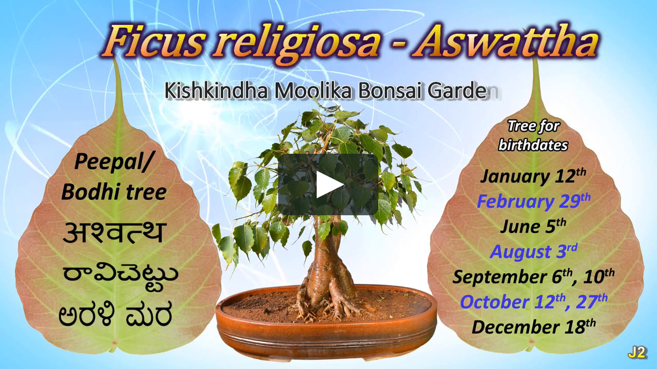 Destroying A Bodhi Tree Is Equivalent To Killing A Saint Bonsai Ficus Religiosa Aswattha 24 April 2015 On Vimeo Destroying A Bodhi Tree Is Equivalent To Killing A Saint Bonsai Ficus Religiosa Aswattha 24 April 2015 On Vimeo