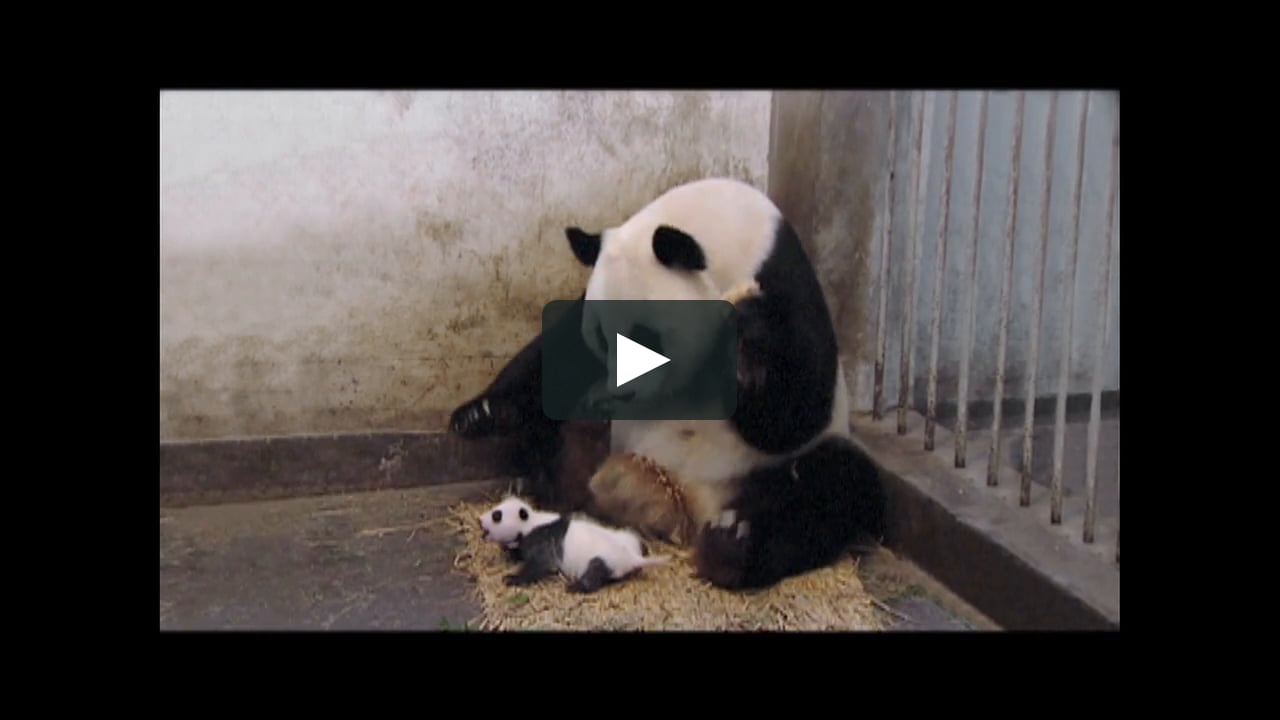 Sneezing Baby Panda Trailer Sd On Vimeo Sneezing Baby Panda Trailer Sd On Vimeo