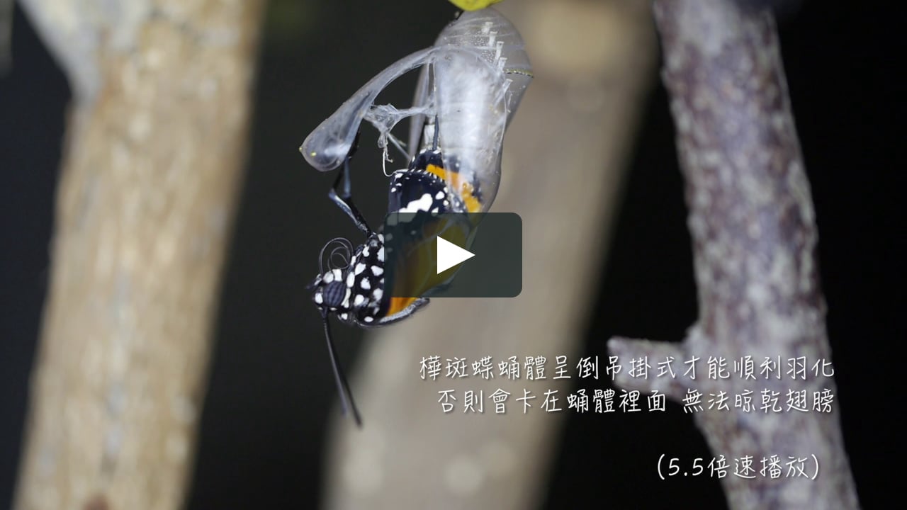 樺斑蝶羽化 On Vimeo 樺斑蝶羽化 On Vimeo