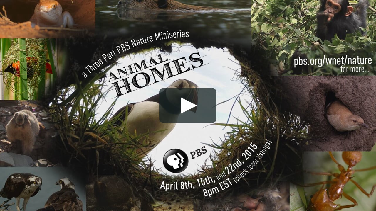 NATURE - Animal Homes- The Nest - Preview - PBS on Vimeo