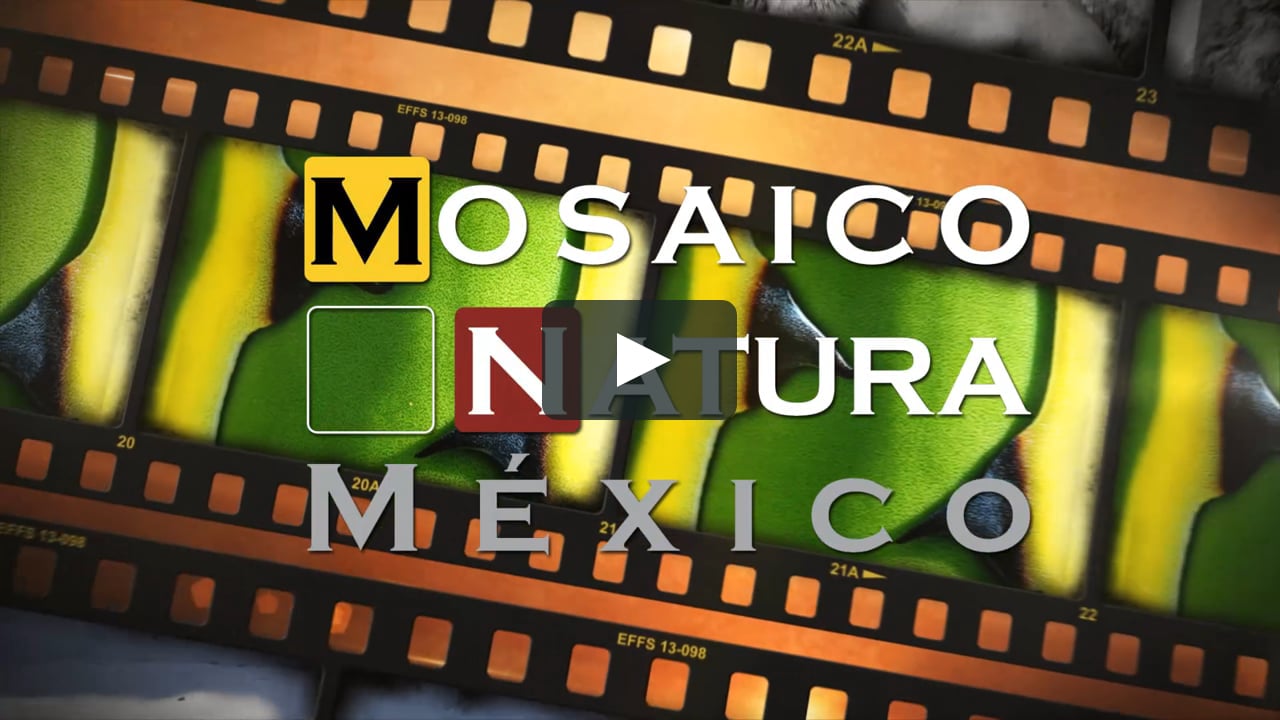 2o Concurso Nacional de Fotografía de Naturaleza, Mosaico Natura on Vimeo
