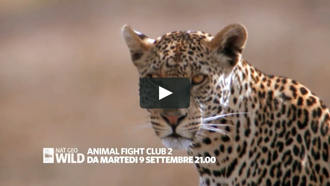 ANIMAL FIGHT CLUB on Vimeo