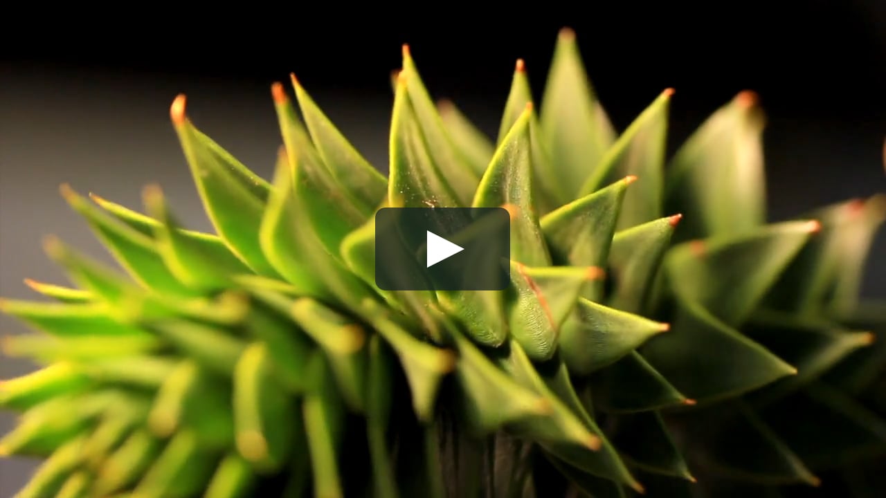 Plantas de los Bosques de Chile (trailer del corto, 2015) in Painting the  Woods & Forests of Chile on Vimeo