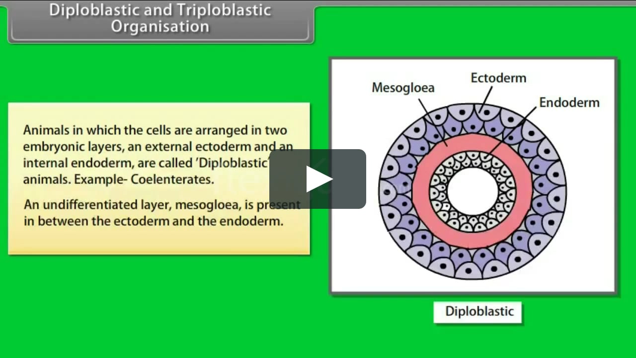 Diploblastic and Triploblastic Organisation on Vimeo