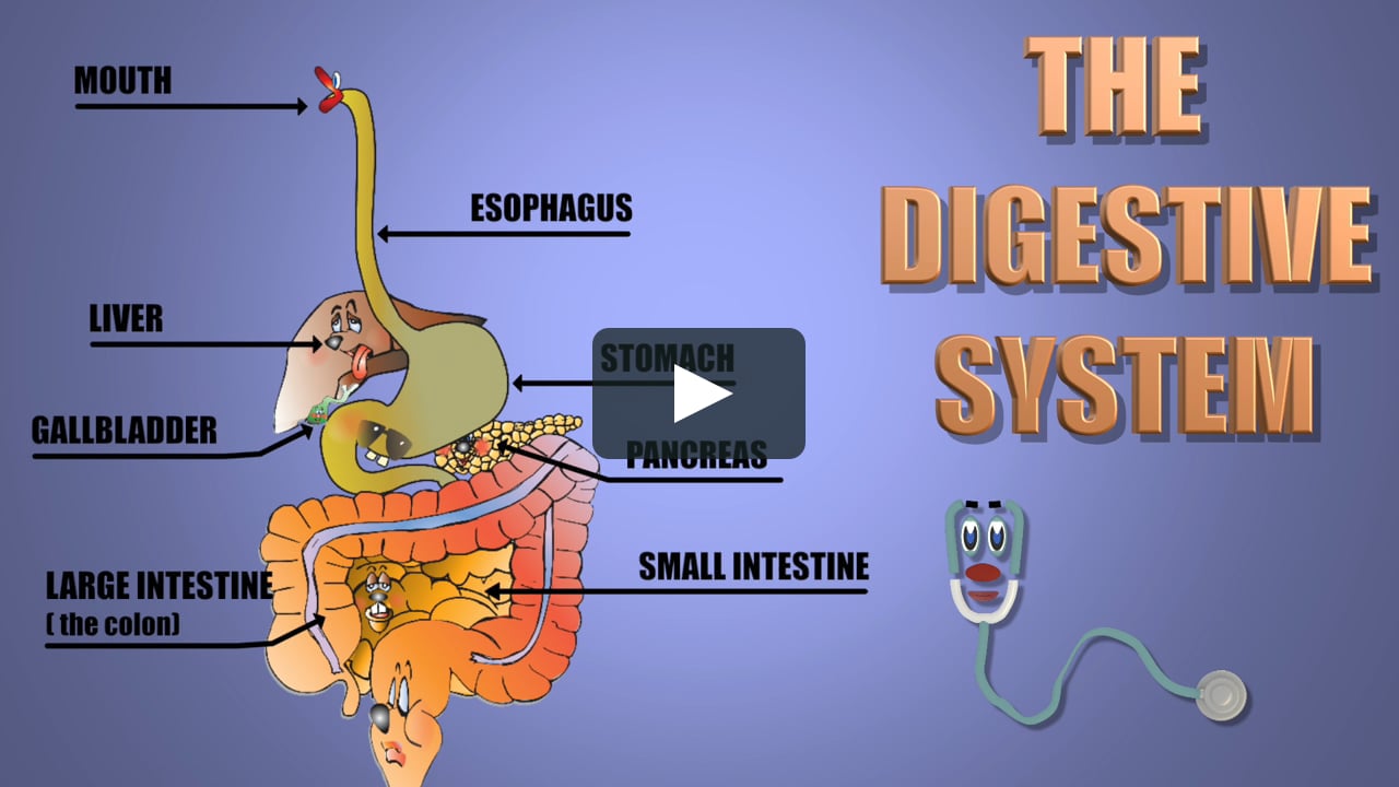 Digestion and Endocrine Systems on Vimeo