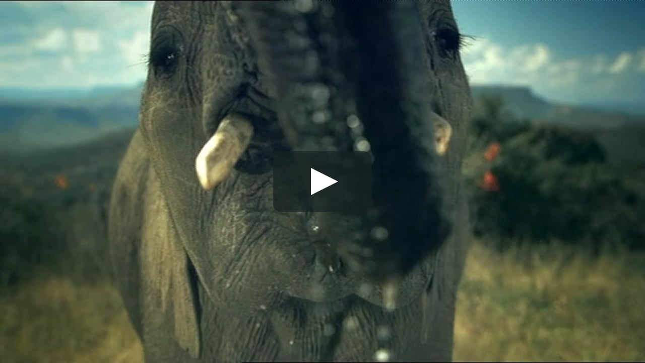 IDENTS: ANIMAL PLANET: 'ELEPHANT' on Vimeo