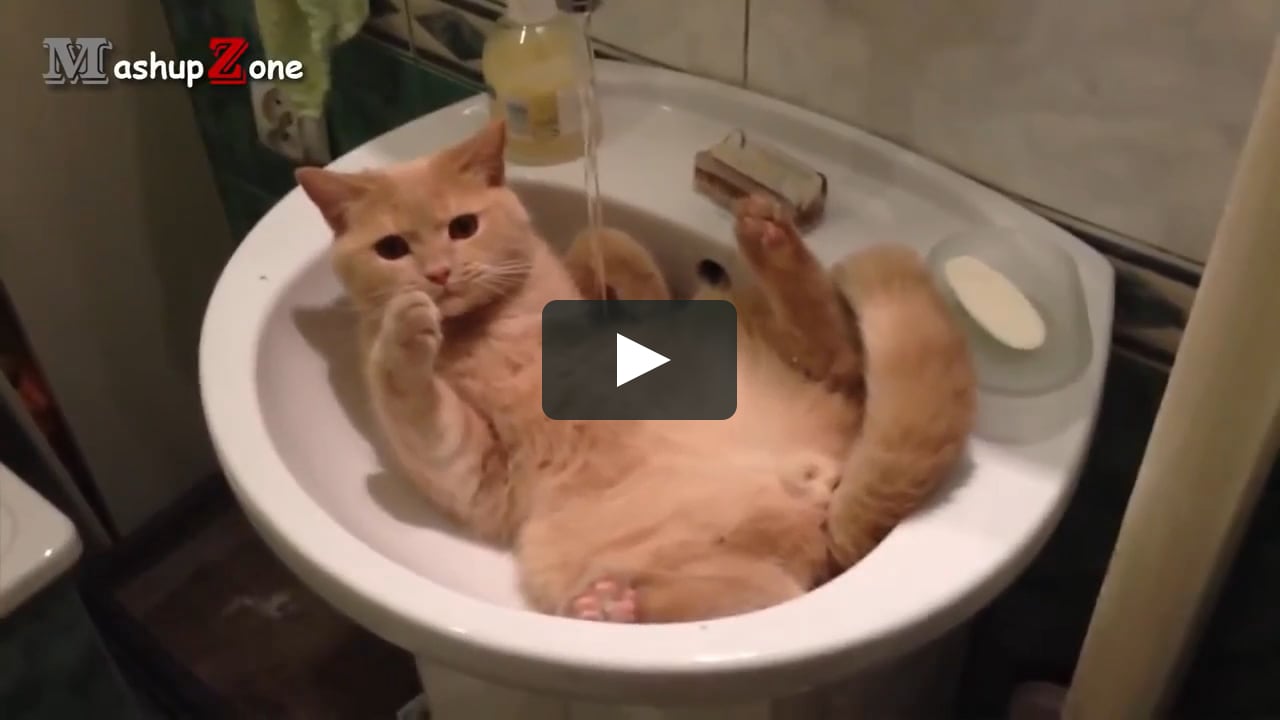 Funny Cats - A Funny Cat Videos Compilation 2016 on Vimeo