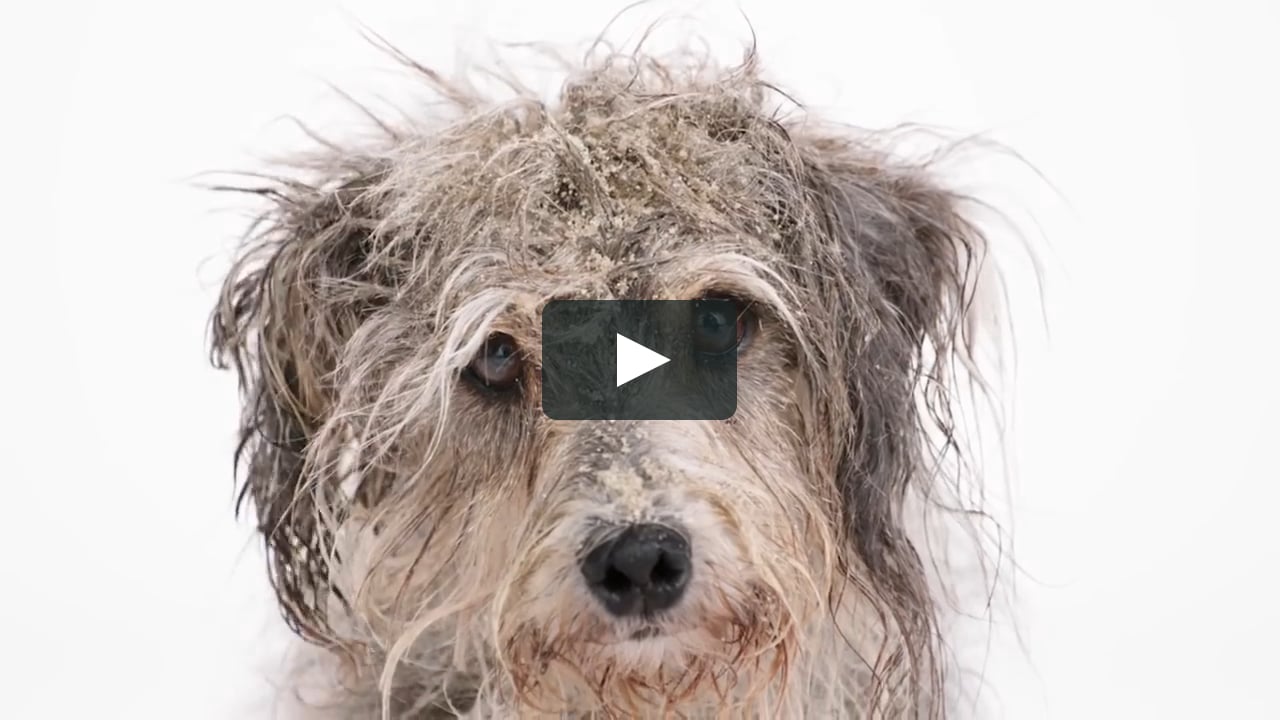 Merial Us Nexgard 2016 Tv Commercial On Vimeo Merial Us Nexgard 2016 Tv Commercial On Vimeo