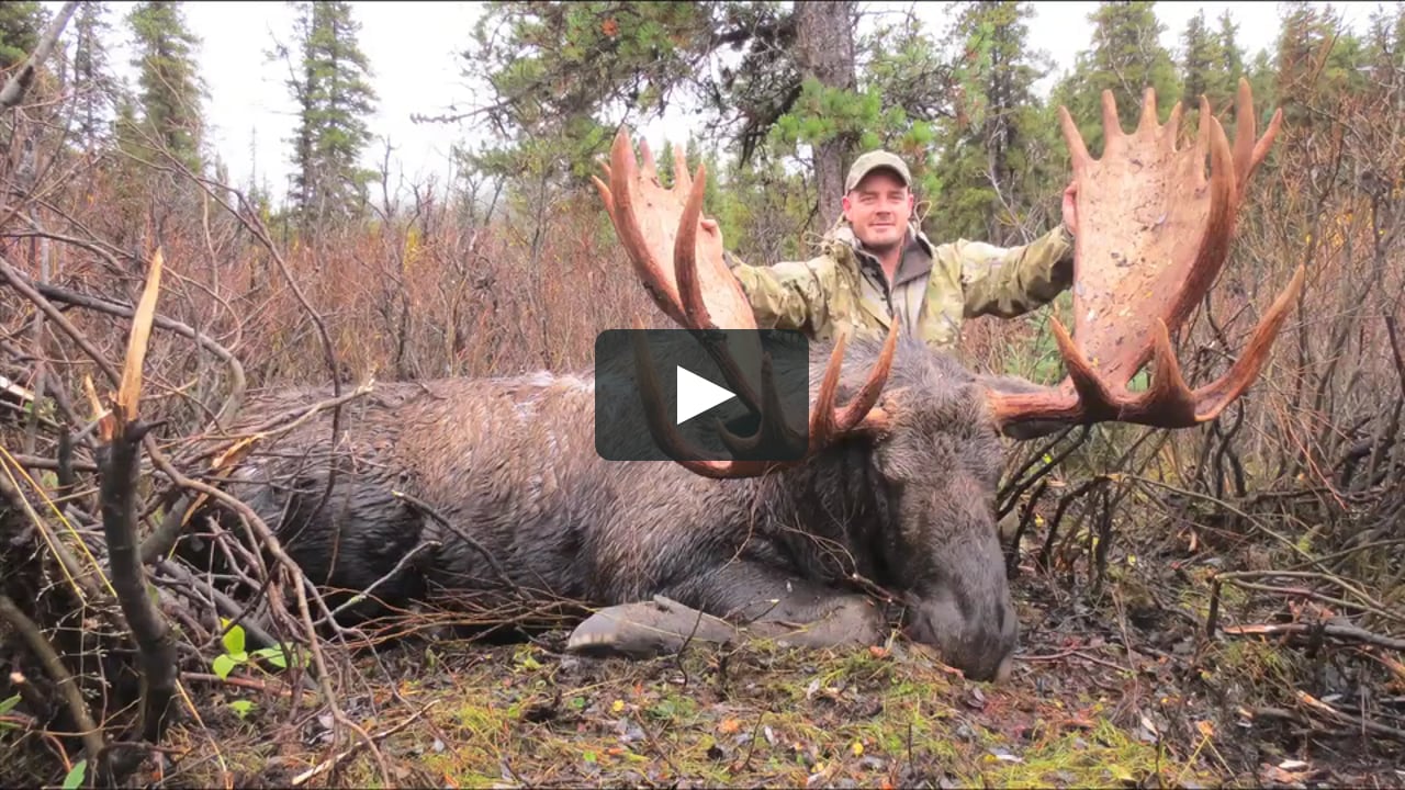 Mountain Trophy Moose Highlights.