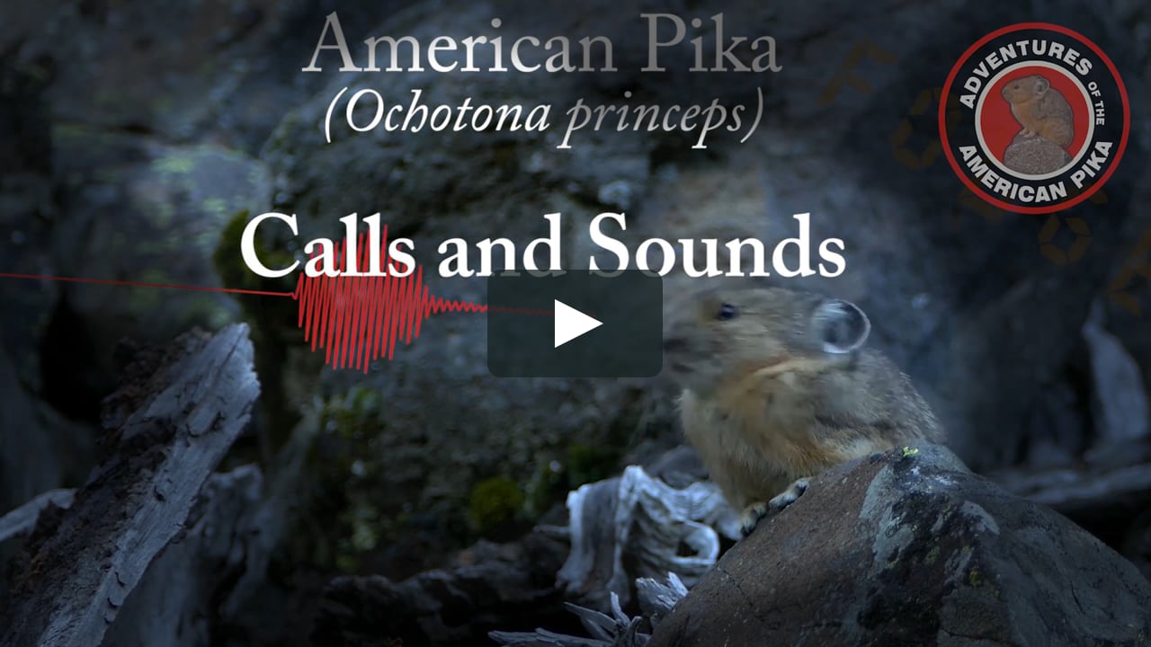 Meaning pikas What does