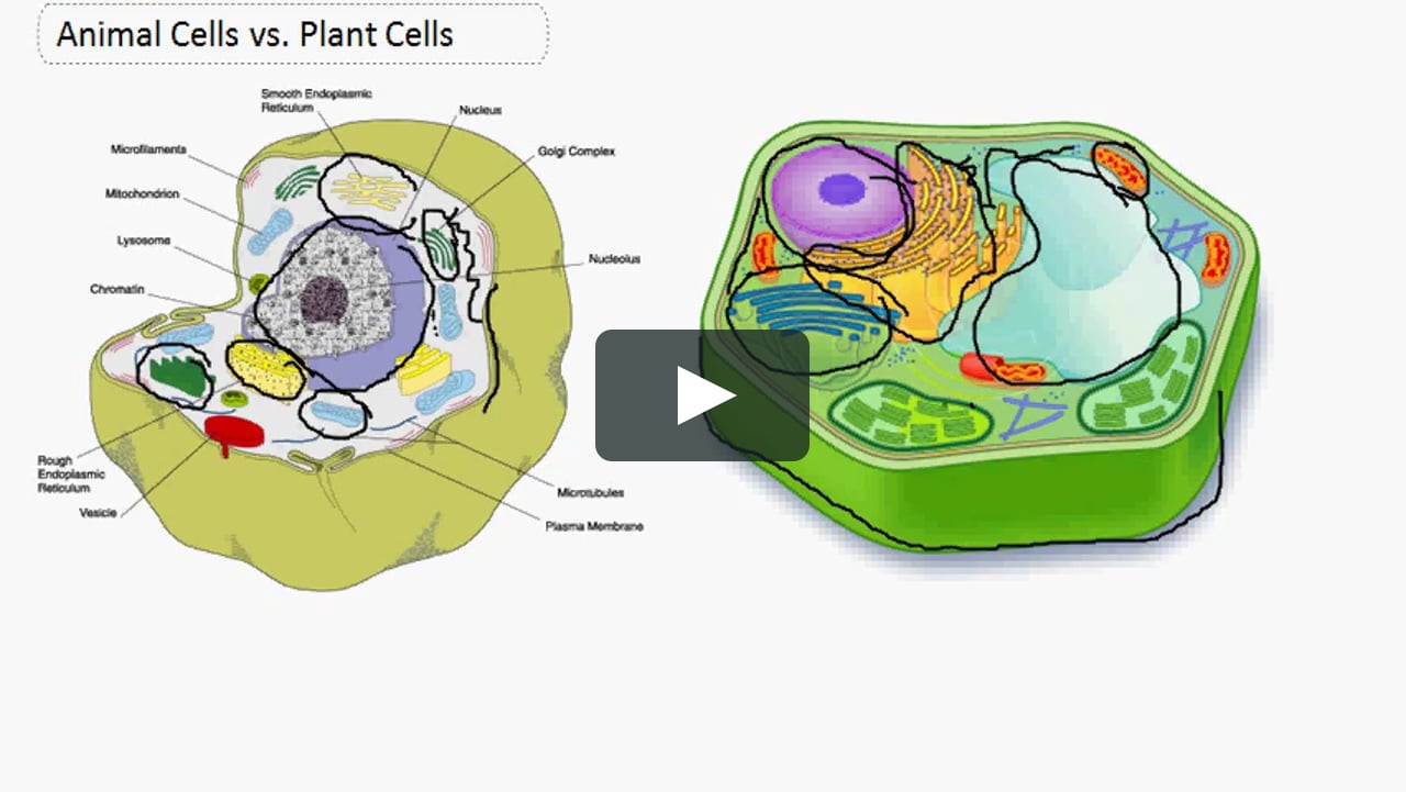 Animal Cell Vs Plant Cell- English on Vimeo