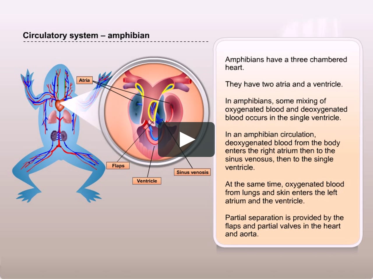 Circulatory system in amphibians on Vimeo