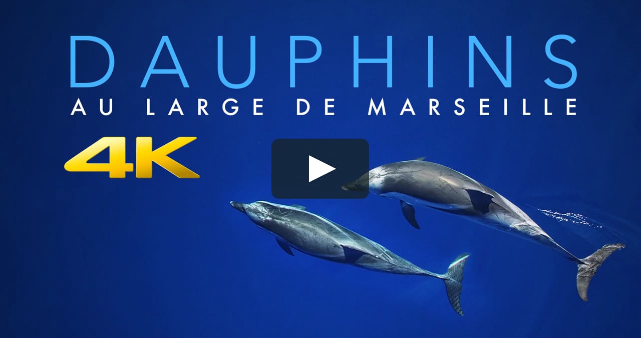 excursion dauphin marseille