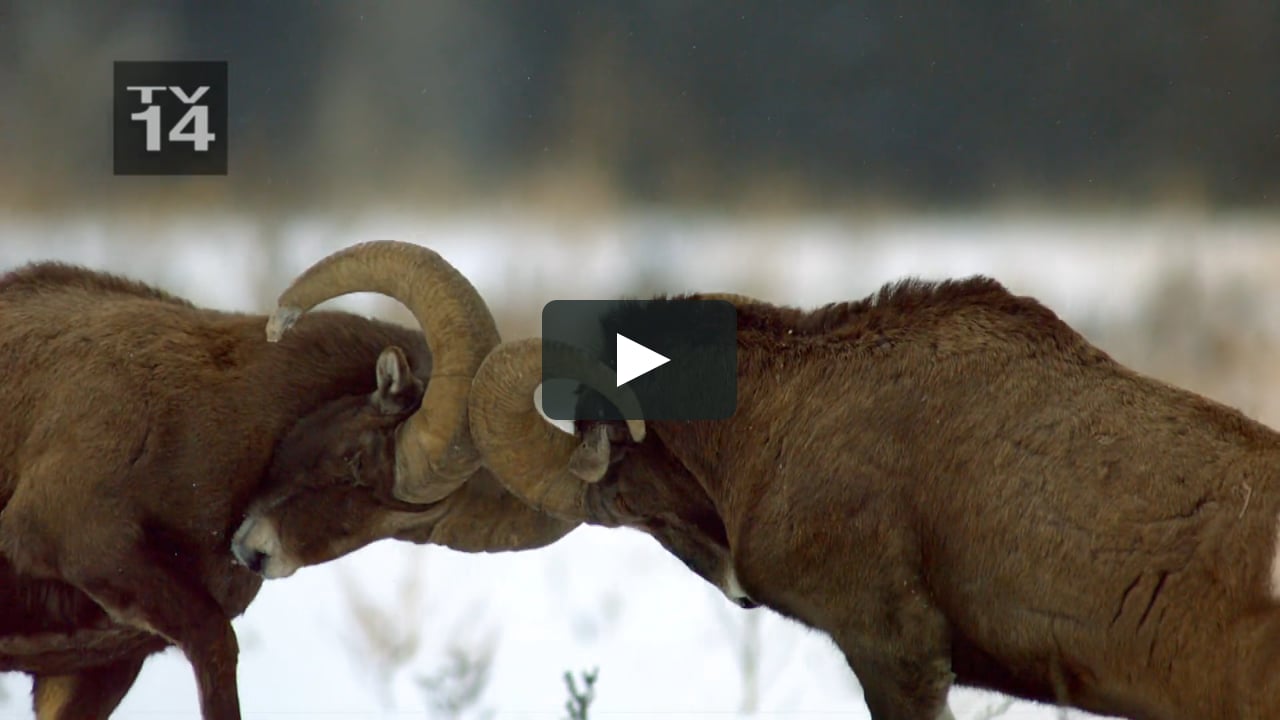 National Geographic Wild: Animal Fight Night Series Sell on Vimeo