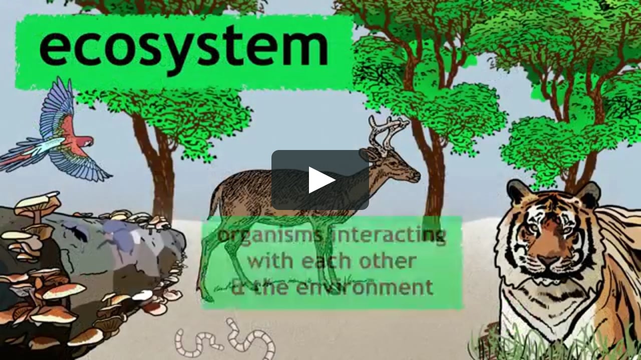 What is an ecosystem- - Biology for All - FuseSchool - YouTube on Vimeo