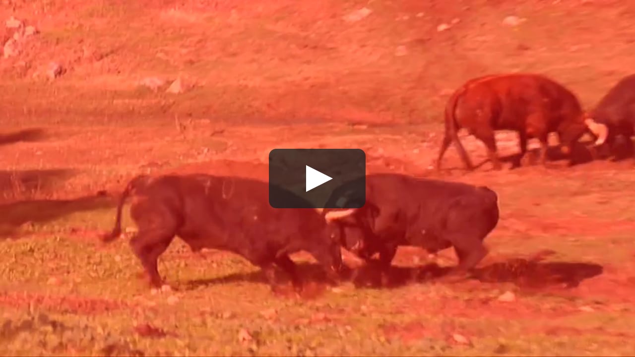 Animal Fight Night - Killer Clashes on Vimeo