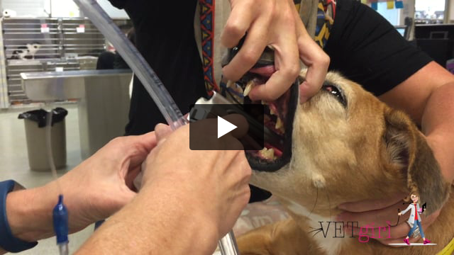Exophthalmos versus buphthalmos in dogs and cats VETgirl CE Videos