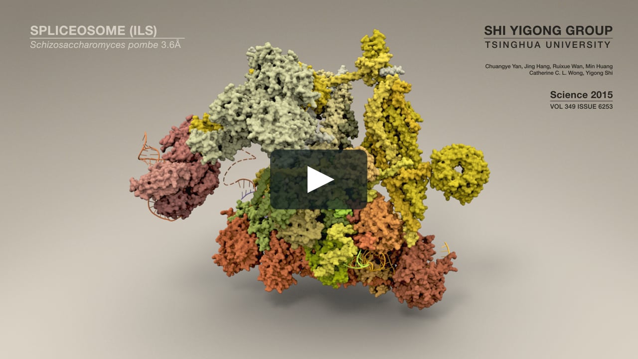 Structure of a Spliceosome: Molecular Framework for Understanding Pre-mRNA  Splicing on Vimeo