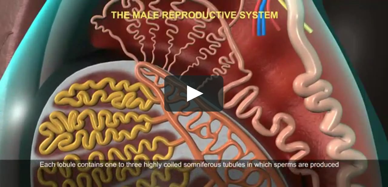 THE MALE REPRODUCTIVE SYSTEM OF HUMAN on Vimeo